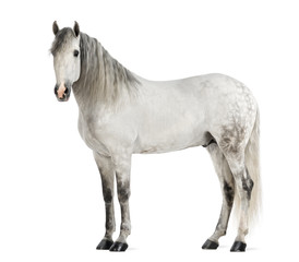 Male Andalusian, 7 years old