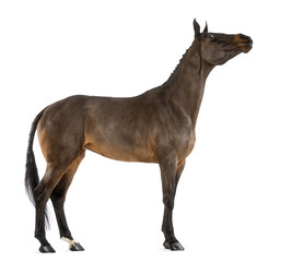 Side view of a Female Belgian Warmblood stretching its neck, BWP