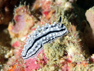 Nudibranch