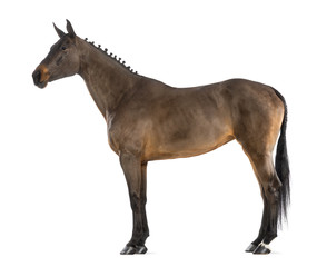 Obraz premium Female Belgian Warmblood, BWP, 4 years old, with mane braided
