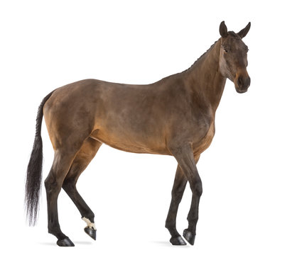 Side view of a Female Belgian Warmblood, BWP, 4 years old