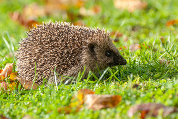 Hérisson