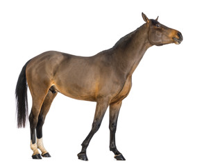 Side view of a Male Belgian Warmblood, BWP, 3 years old