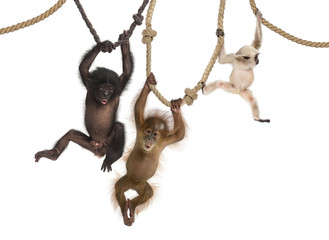 Naklejka premium Młody orangutan, młody gibon spłaszczony i młody bonobo