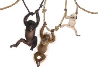 Papier Peint photo Singe Jeune orang-outan, jeune Gibbon Pileated et jeune Bonobo