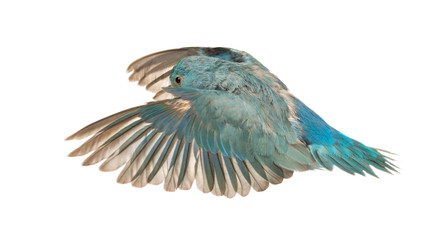 Pacific Parrotlet, Forpus coelestis, flying