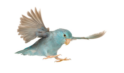Pacific Parrotlet, Forpus coelestis, flying