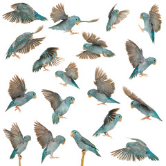 Composition of Pacific Parrotlet, Forpus coelestis, flying