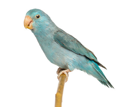 Pacific Parrotlet, Forpus coelestis, perched on branch