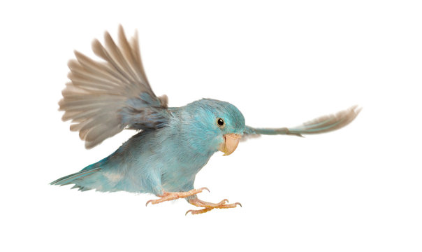 Pacific Parrotlet, Forpus coelestis, flying