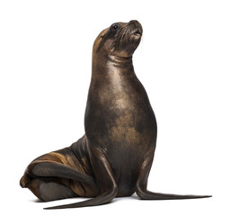 Obraz premium California Sea Lion, 17 lat, patrząc w górę