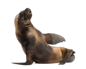 Fototapeta premium California Sea Lion, 17 years old, lying