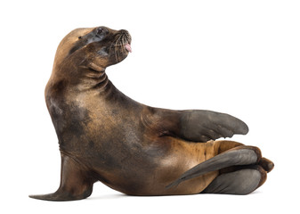 Fototapeta premium California Sea Lion, 17 years old, lying