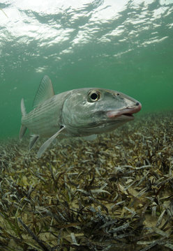 Bonefish