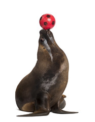 Fototapeta premium California Sea Lion, 17 years old, playing with ball