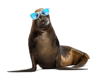 Obraz premium California Sea Lion, 17 years old, wearing sunglasses