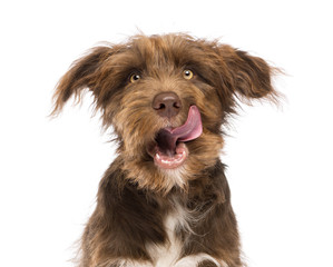 Close-up of a Crossbreed, 5 months old, licking lips - obrazy, fototapety, plakaty
