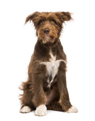 Crossbreed, 5 months old, sitting against white background