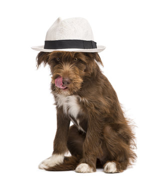 Crossbreed, 5 months old, sitting wearing a white hat