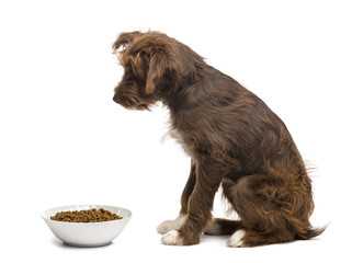 Side view of Crossbreed, 5 months old, sitting next to a bowl
