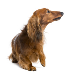 Dachshund, 4 years old, looking up