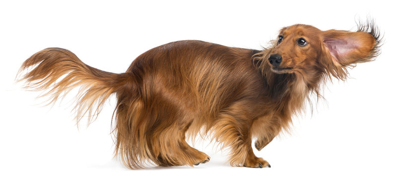 Dachshund, 4 Years Old, Walking And Looking Up