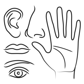 Sensory organs hand, nose, ear, mouth and eye
