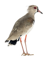 Pied Plover, Vanellus cayanus, also known as the Pied Lapwing