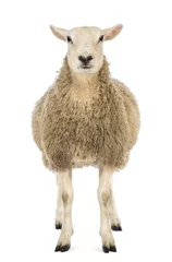 Poster Vorderansicht eines Schafes, das in die Kamera blickt © Eric Isselée