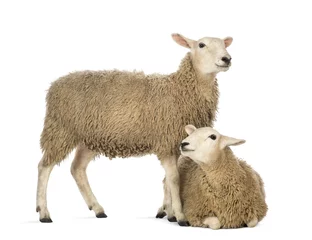Foto auf Acrylglas Schaf Schafe liegen vor einem anderen Stehen