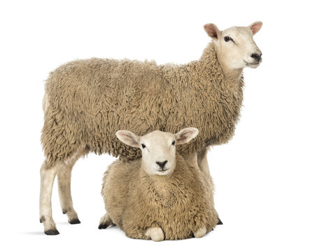 Fototapeta Sheep standing over another lying