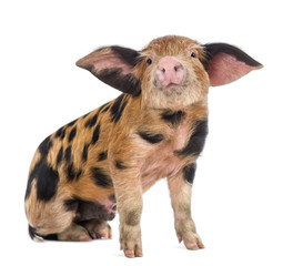 Oxford Sandy and Black piglet, 9 weeks old, sitting © Eric Isselée