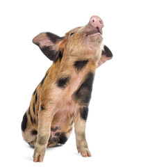 Oxford Sandy and Black piglet, 9 weeks old, sitting © Eric Isselée