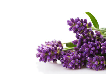 Fototapeta premium lavender bunch