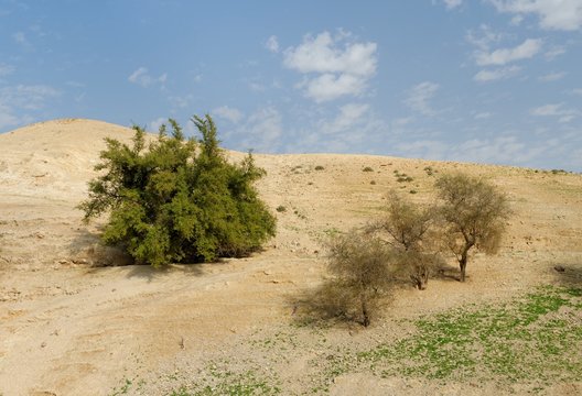 Several trees on the sandy hill in the desert in spring