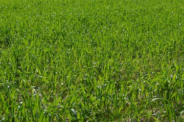 Green grass texture