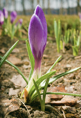 Crocus