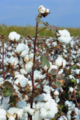 cotton field