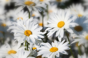White daisies flower field