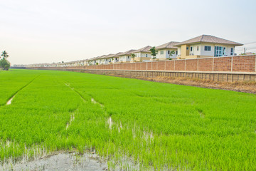 Fototapeta na wymiar house in the field rice in thailand