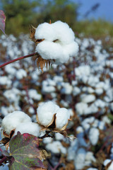 cotton field