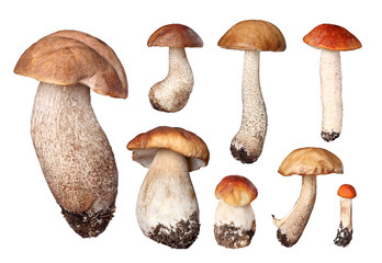 set of boletus
