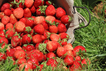 fresh, strawberries in a basket