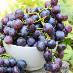 Freshly-picked grapes in the cup
