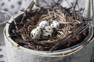 Group of quail spotted eggs in the grassy nest