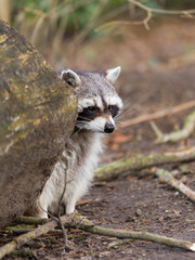 Adult raccoon at his nest