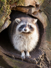 Adult raccoon at his nest