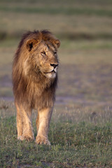 Obraz na płótnie Canvas male lion walk