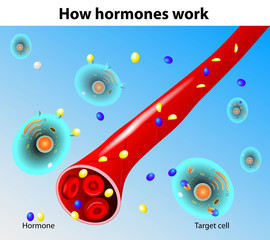 Hormones work. Vector