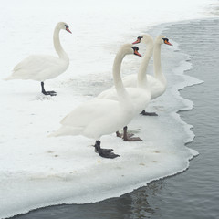 Grupa łabędzi nad wodą © Grzegorz Polak